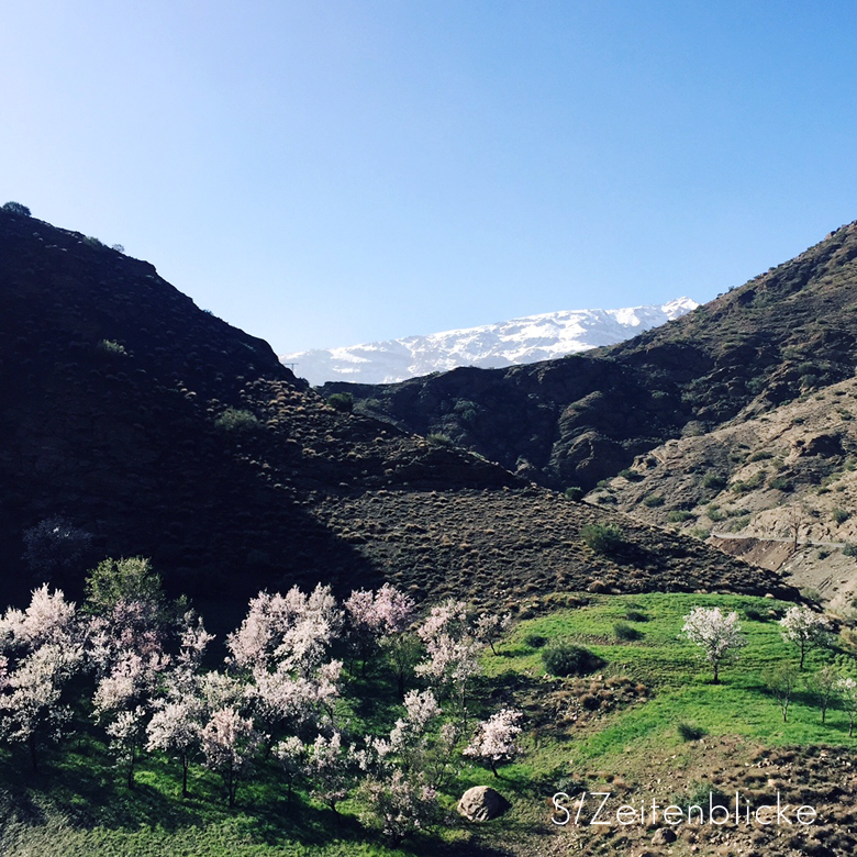 Atlastour Mandelblüte