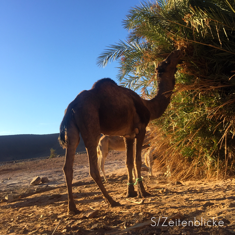 Marokko Wüstentrekking Sahara