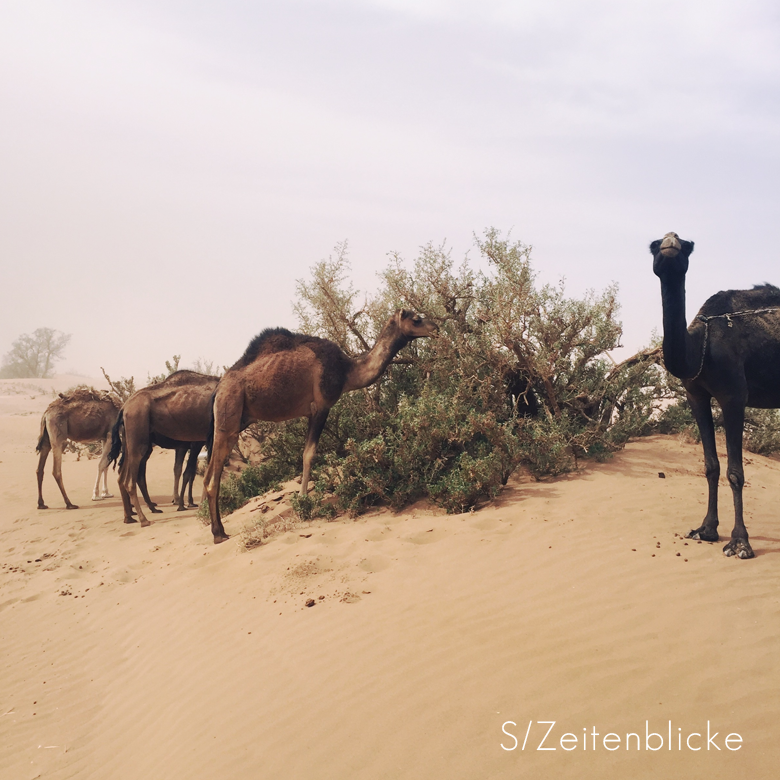 Marokko Wüstentrekking Sahara