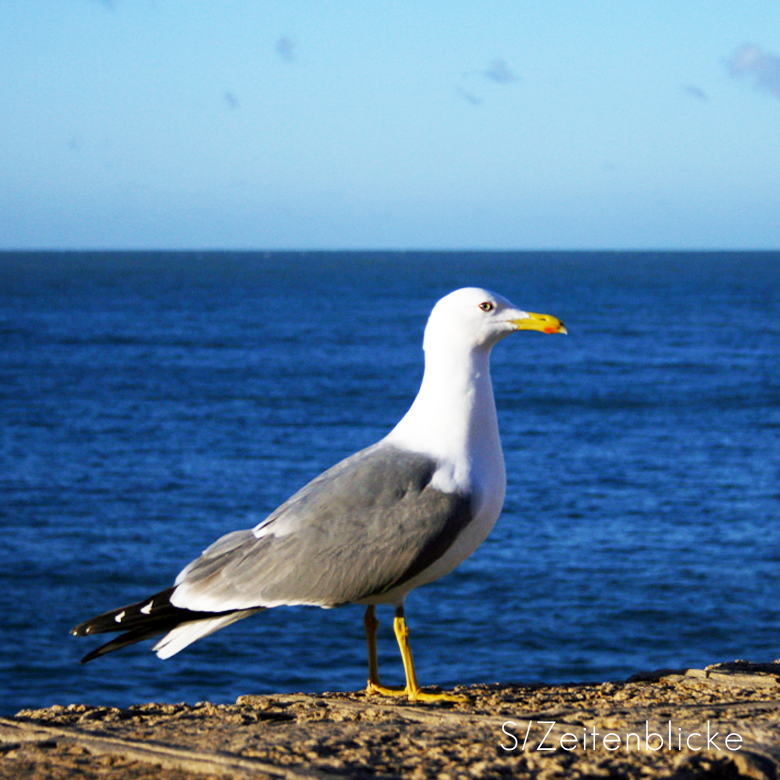 Möwe in Cadiz, Costa de la Luz, Andalusien